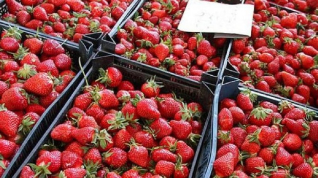 Градинарят Марина Рикалина казва че ягодите които сега могат да бъдат