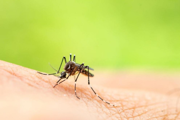 Понякога насекомите и по-специално комарите могат да попречат не само на лятната