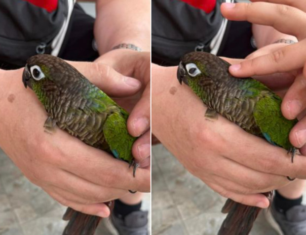 TD Пловдивчани намериха  папагал на ул Славееви гори 31 Екзотичната птица
