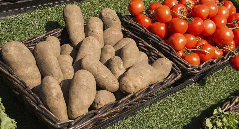 Скоро може да не ядем български домати и картофи