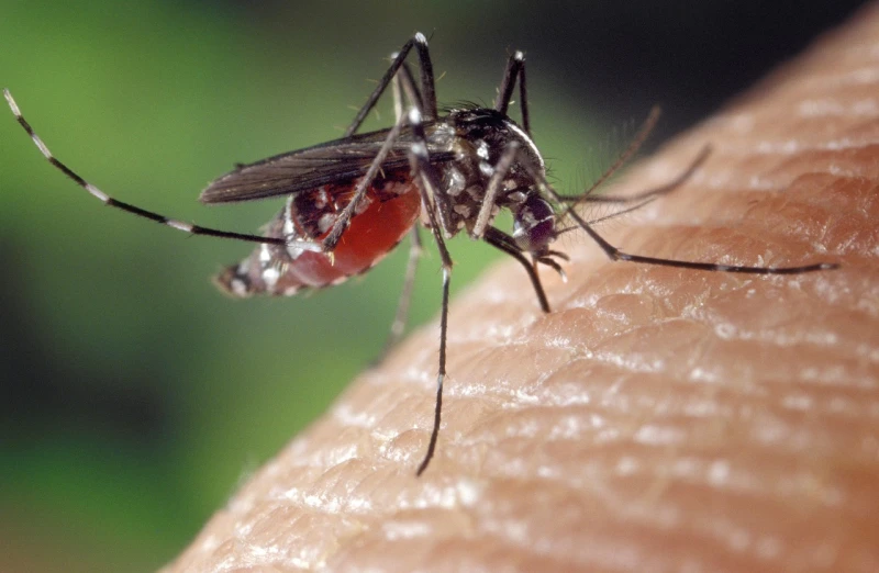 Продължителните дъждовe са водеща причина за рязката популация на комарите