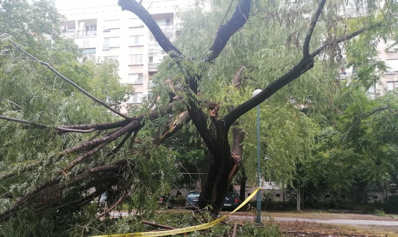 Дърво се срути върху автомобили в Пловдив