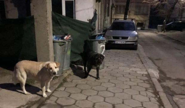 Няма глоба за хранене на безстопанствени кучета и котки на територията на община Смолян