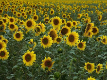 Посевите от слънчоглед в добруджанските полета са в сравнително добро състояние, според специалист
