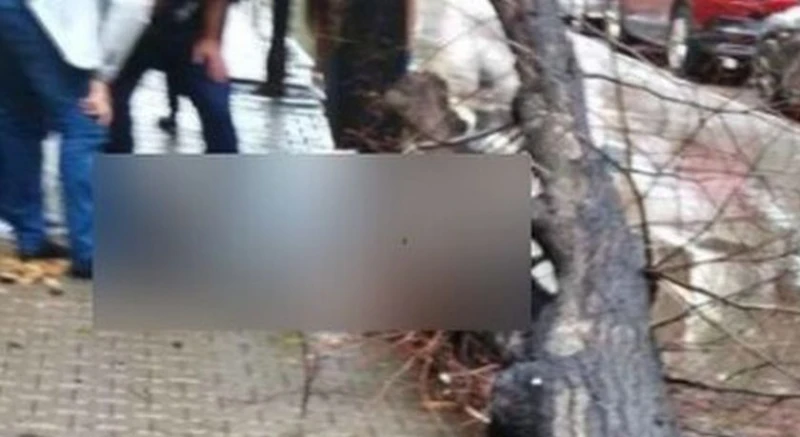 Дърво падна върху 14-годишно момиче в София