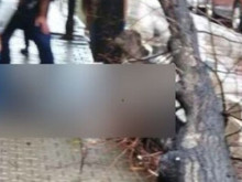 Дърво падна върху 14-годишно момиче в София