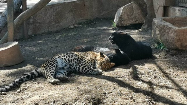Извънредна ситуация в зоопарка в Стара Загора. Евакуираха посетителите заради избягал