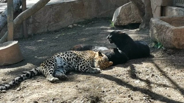 Евакуираха посетителите на зоопарка заради избягал хищник в Стара Загора