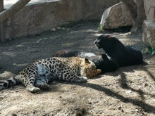Евакуираха посетителите на зоопарка заради избягал хищник в Стара Загора