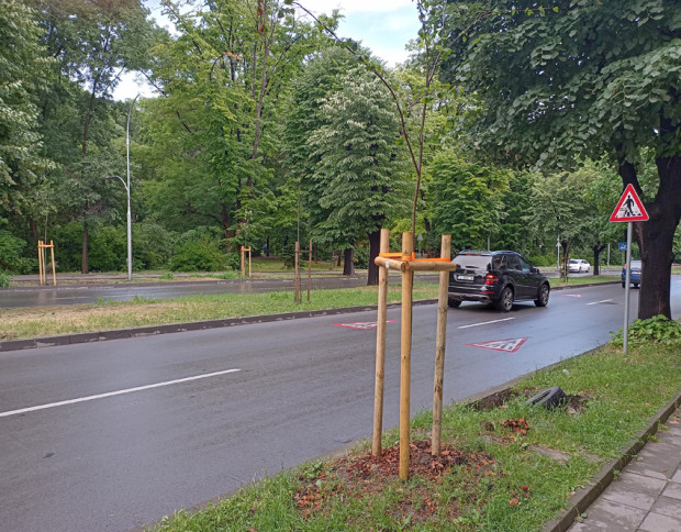 На нови дръвчета се радва булевард Цар Освободител във Варна.Фиданките