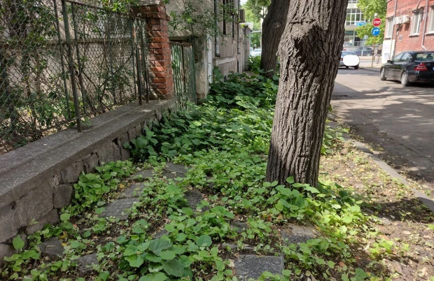 Непроходими тротоари в Центъра мъчат пловдивчани