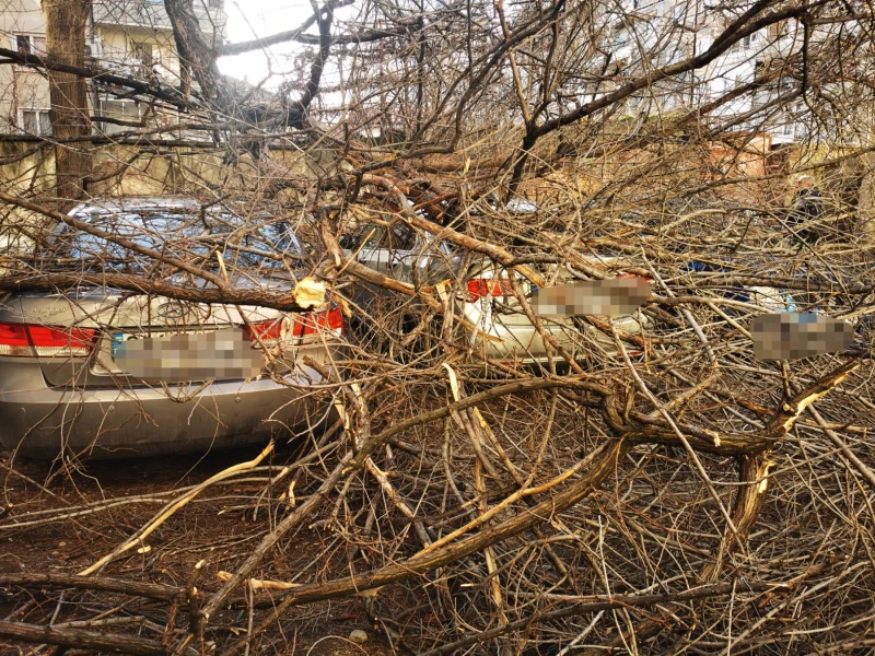 Дърво се стовари върху три коли в Русе