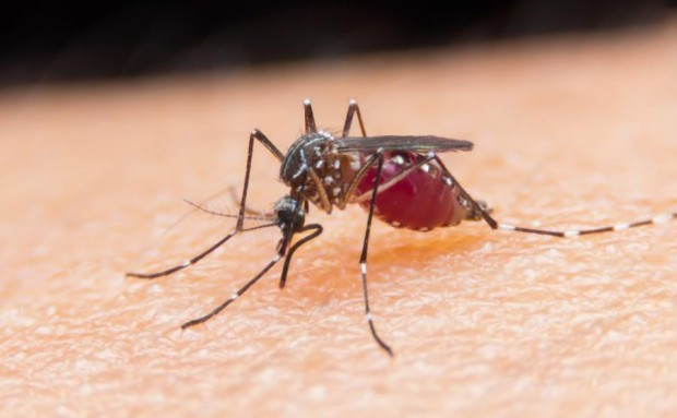 </TD
>Пловдивчанин сигнализира в редакцията на Plovdiv24.bg за голямо нашествие от комари