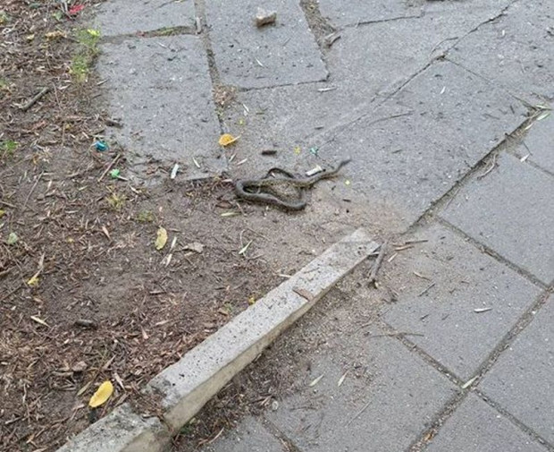 TD Змия изпълзя в пловдивски парк разбра Plovdiv24 bg Във фейсбук групата Забелязано