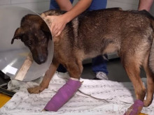 8 месеца, след като кучето Мечо стана обект на брутално насилие: Все още не е намерил своите стопани