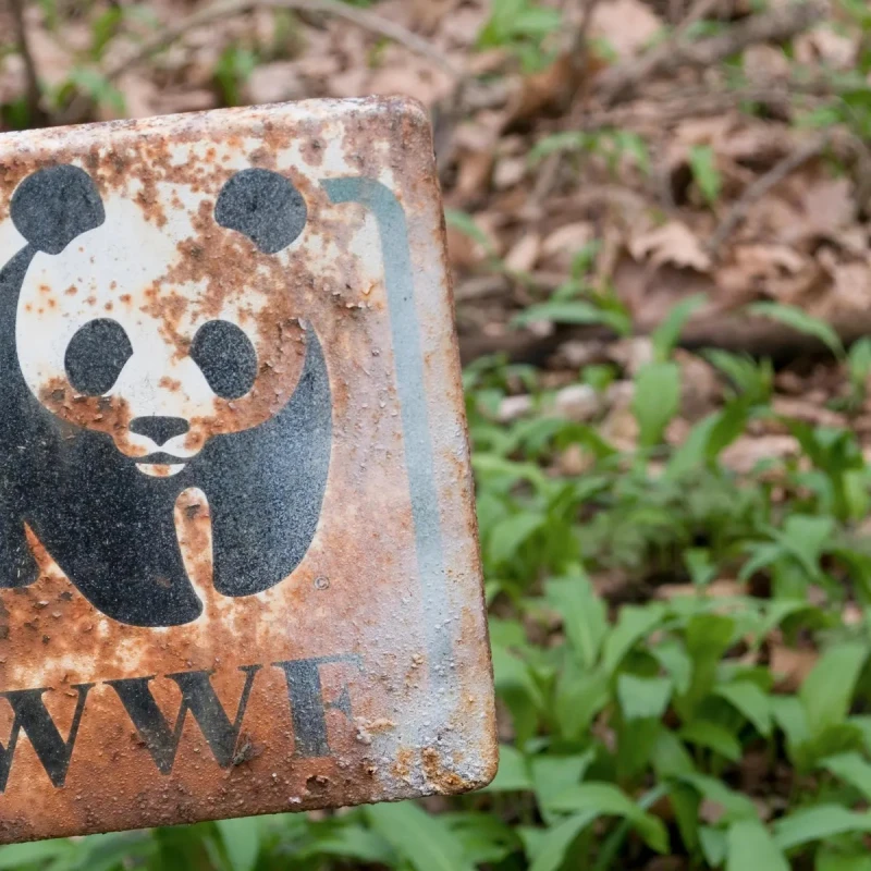 Русия определи WWF за нежелана организация в страната
