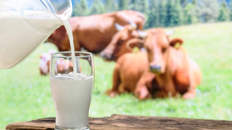 За последните 10 години: Спад в производството на мляко и в броя на отглежданите животни