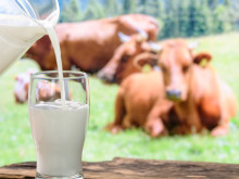 За последните 10 години: Спад в производството на мляко и в броя на отглежданите животни