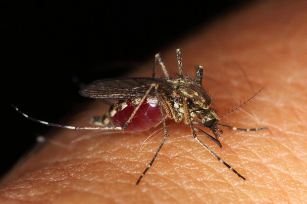 С летните горещини идват и комарите, така че сега е
