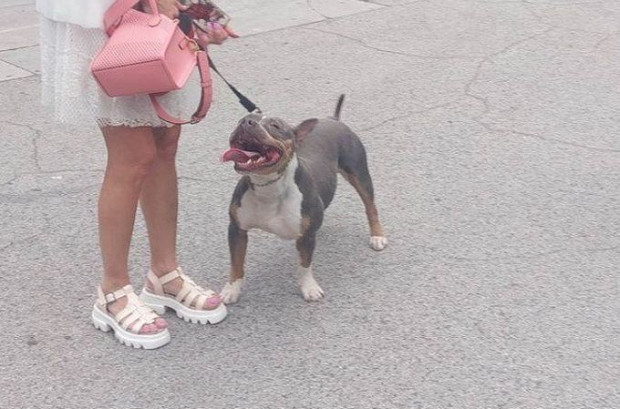 TD За инцидент при който куче е нахапало дете в Пловдив