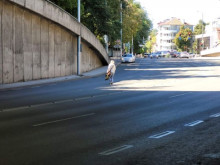 Хванаха много пешеходци да нарушават закона в Пловдив