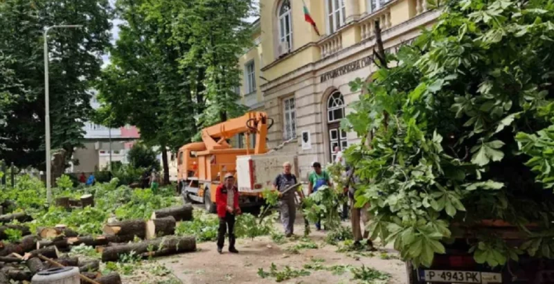 Изсичането на дървета при МГ "Баба Тонка" предизвика възмущението на русенци, общината отговори