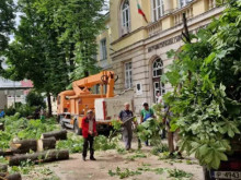 Изсичането на дървета при МГ "Баба Тонка" предизвика възмущението на русенци, общината отговори