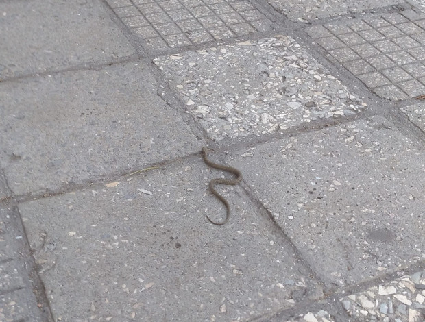 Змия се разхожда по тротоара във Варна, видя Varna24.bg. Снимка е