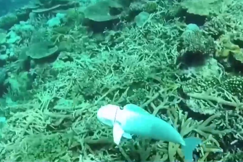 ����-����� �� �������� ��������