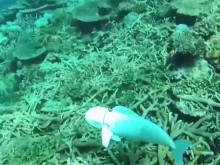 ����-����� �� �������� ��������