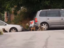 Глутница бездомни кучета нападна 4-годишно дете в Асеновград