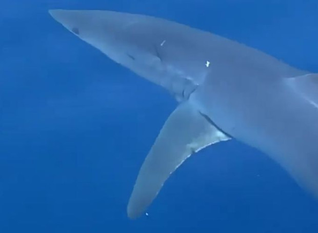 Шокиран рибар зърна най бързата акула в света край бреговете на