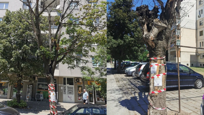 Изсъхнали дървета застрашават живота и здравето на пловдивчани