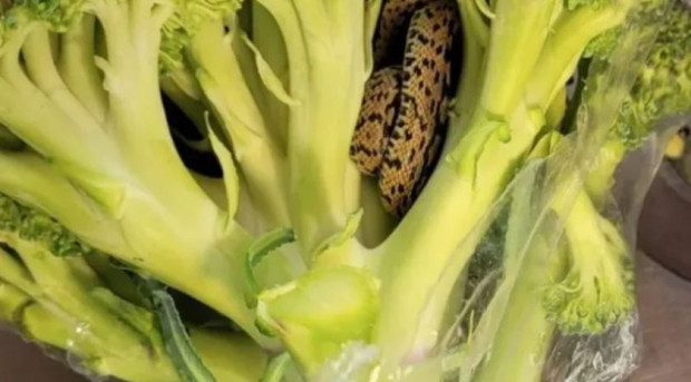 Възрастен мъж откри жива змия в опаковано броколи закупено от