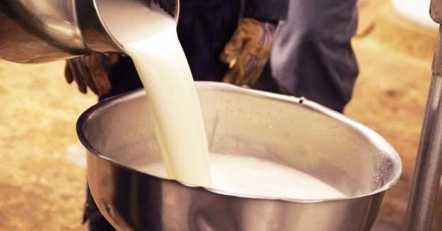 Пълномаслените млечни продукти като прясно мляко сирене сметана и кисело