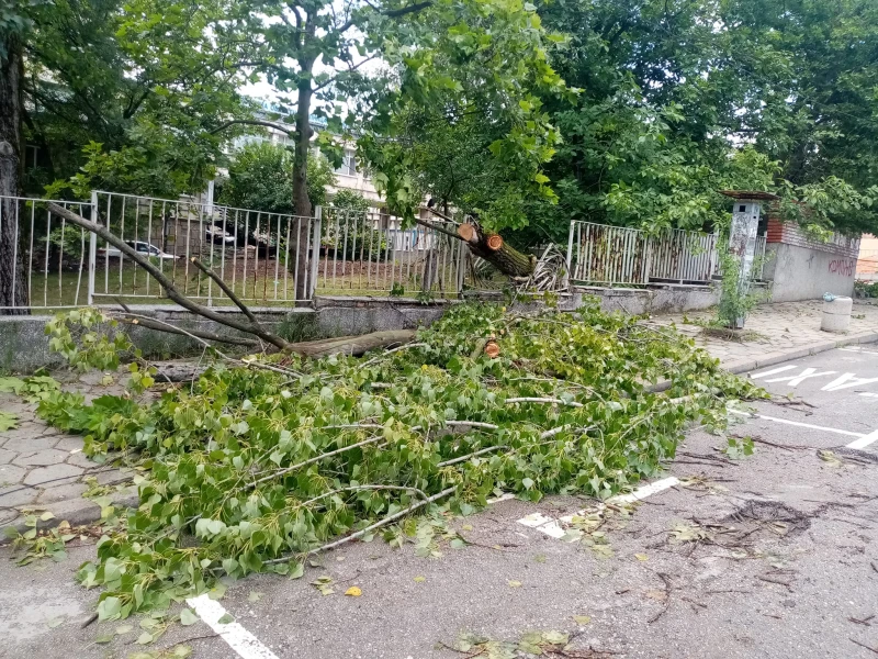 Дърво падна на метри от областната болница във Велико Търново