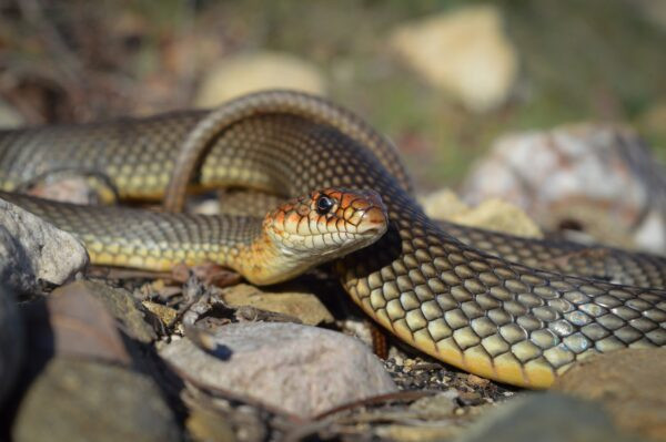 Няма нито един вид змия в България която би нападнала