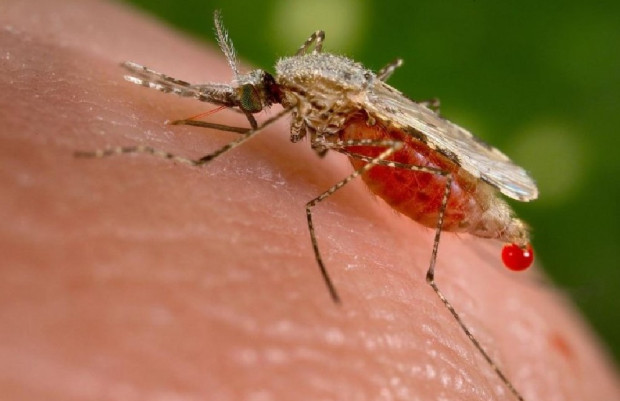 Има възможност от разпространение на малария, защото болният човек е