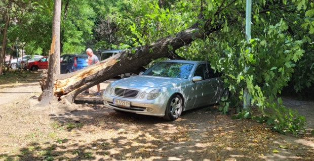 Дърво е паднало върху лек автомобил в Пловдив, научи Plovdiv24.bg. Точното
