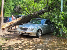 Дърво ce стовари върху автомобил в Пловдив