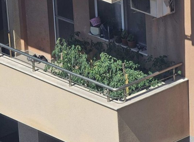 </TD
>Пловдивчанин е засадил няколко лехи с домати на терасата си,