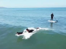 ���� ����� � ���-������ ������� � ��� �����