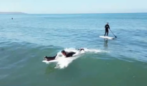 Сърфистите в Сан Диего имат нов приятел Бебе тюлен се запали