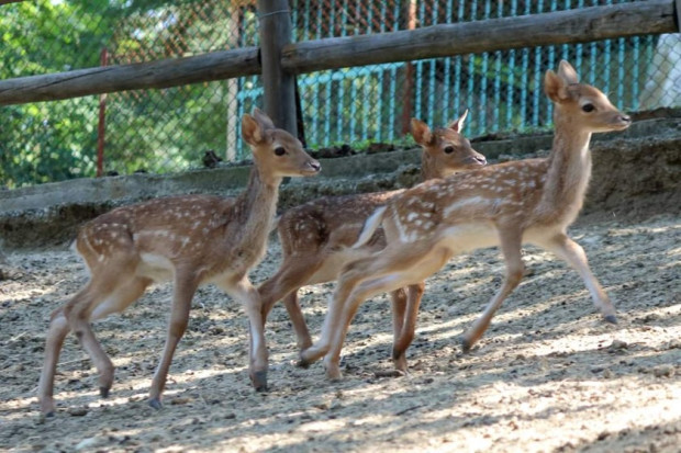 </TD
>Три новородени сърнички вече радват посетителите на зоопарка в Благоевград,