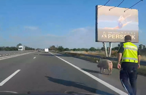 Куриоз на магистрала Тракия“. 120-килограмово прасе предизвика неочаквана суматоха на
