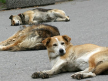 Полицията за казуса с кучетата: Персоналните обиди към служители на ОДМВР-Благоевград са нелогични