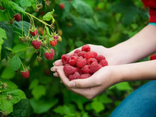 "Вкусът на Добруджа" гостува всеки уикенд в Албена