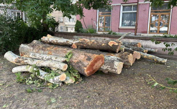 </TD
>Пет дървета по бул. Васил Априлов“ са премахнати до момента