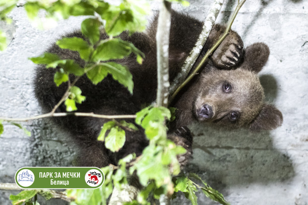 Паркът за мечки край Белица поема временно грижата за малкото