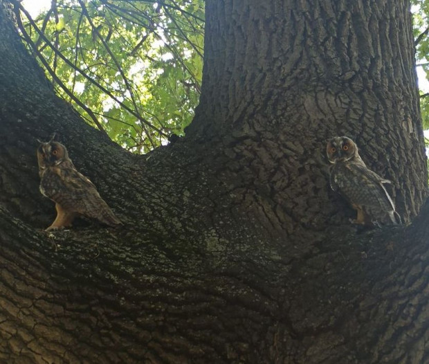</TD
>Две сови, стоящи на дърво бяха заснети в Пловдив посред